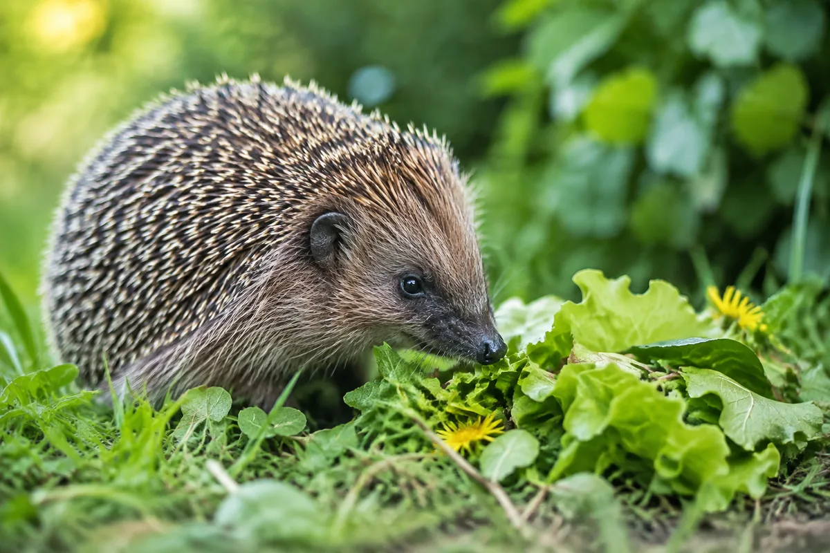 Un hérisson peut-il être considéré comme herbivore