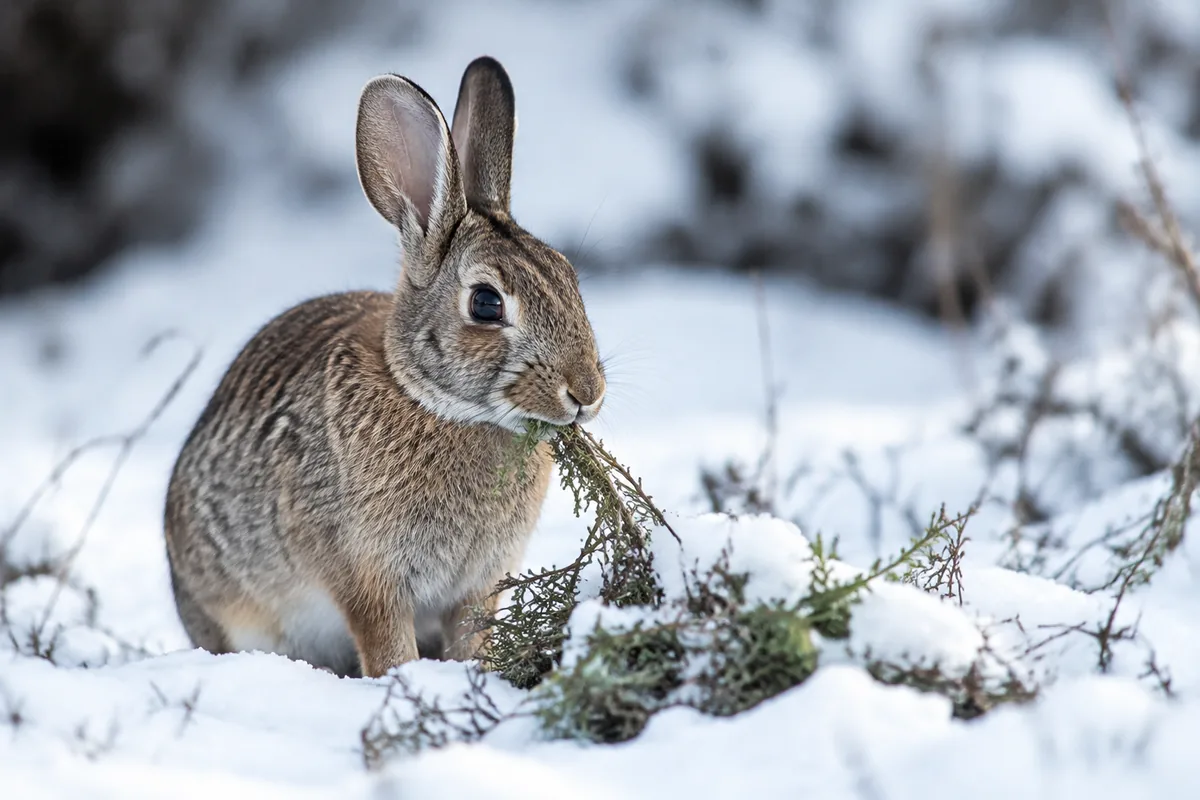 Que mangent les lapins sauvages en hiver